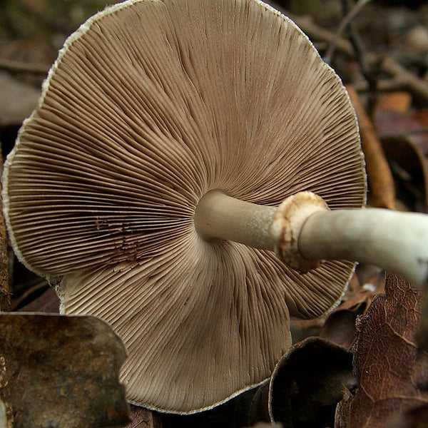 Agaricus Blazei