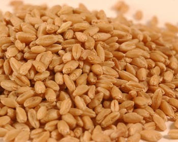 Organic Soft Winter Wheat Berries